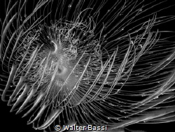 black and white by Walter Bassi 